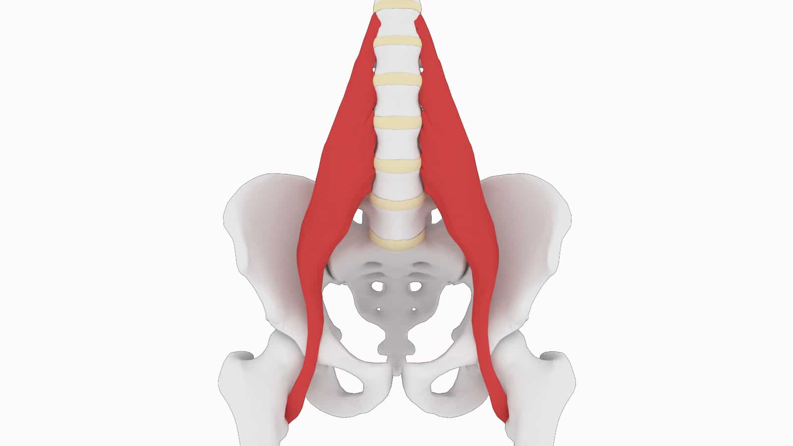 Physio Langley - Psoas Muscle